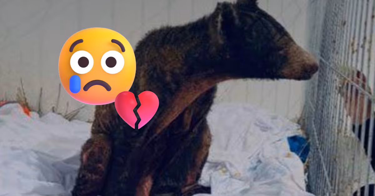 Murió Mina, la osa rescatada del Zoológico La Pastora en Nuevo León