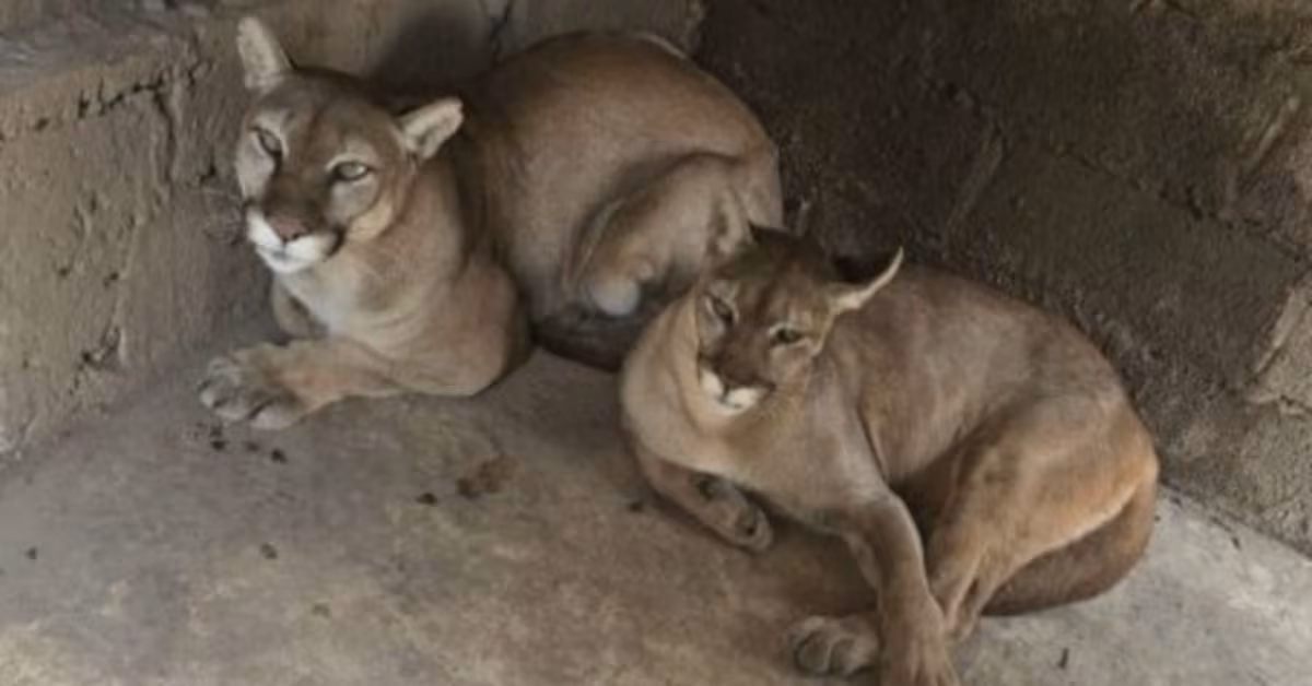Aseguran inmueble en Chalco con pumas, león africano y más especies exóticas