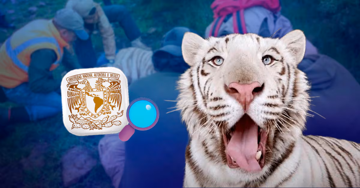 Estado de México UNAM investigará la causa de muerte de Kenzo con una necropsia al tigre de Bengala