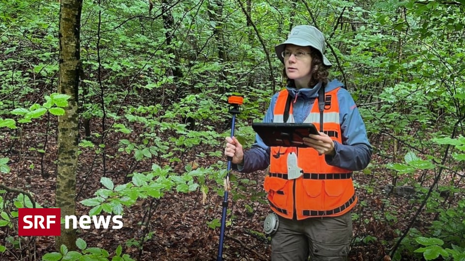 Klimawandel «Fiebermessen» im Wald: Holzbestand geht massiv zurück Der Wald in der Region Basel leidet besonders unter dem Klimawandel. Das zeigen schweizweite Messungen. Mit Audio
