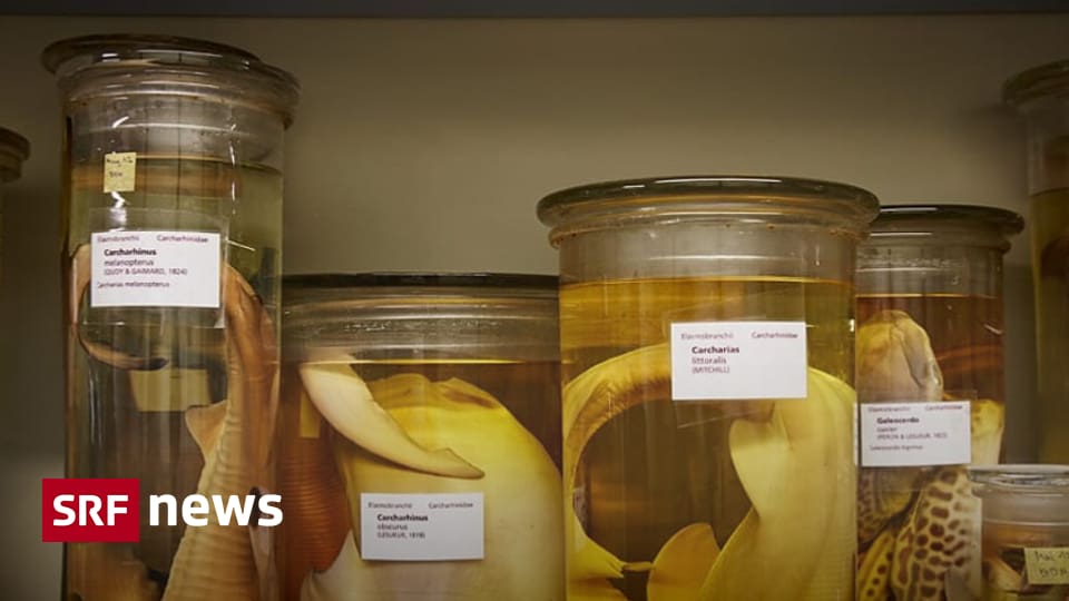 Millionen-«Züglete» Basler Museum zieht um: 12 Millionen Objekte in Bewegung Das Naturhistorische Museum Basel zügelt in einen Neubau beim Bahnhof St. Johann. Der Umzug dauert ein