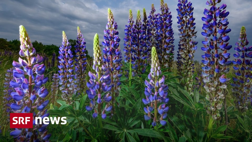 Heimische Proteinquelle Die Lupine hat Zukunft – aber ist noch nicht marktreif Proteinreich und klimatauglich: Die Lupine wäre ideal für die Schweizer Landwirtschaft – wenn der