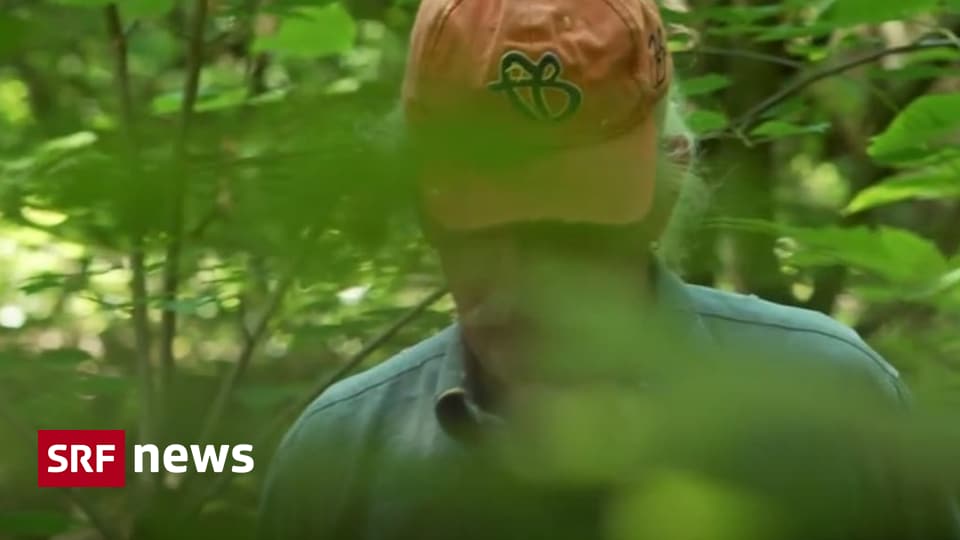 Investieren als Engagement Sie kaufen Wald, um ihn zu schützen Ein Drittel des Schweizer Waldes ist in privater Hand. Manchen Eigentümern geht es dabei nicht ums Geld. Mit Video