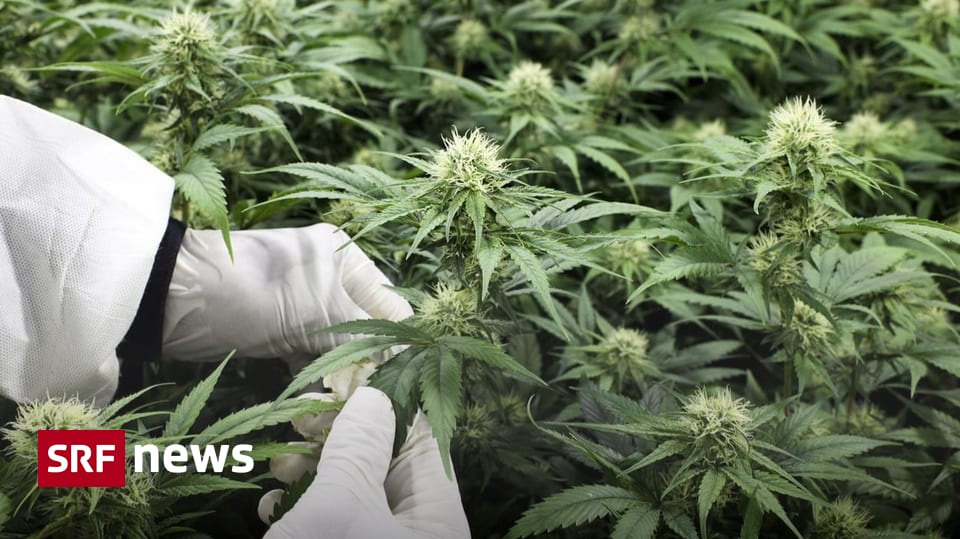 Studie zu Cannabiskonsum Cannabis kommt in St. Gallen per Post In St. Gallen startet eine breit angelegte Studie mit rund 5000 Personen. Neu ist der Versand per Post möglich. Vor