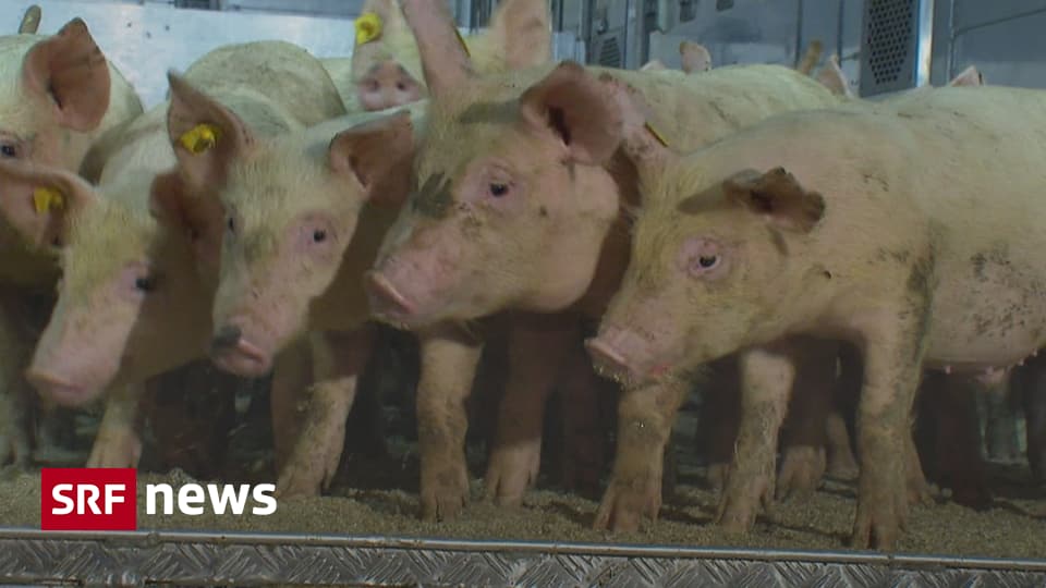 Schweinekrise in der Schweiz Tausende Ferkel werden notfallmässig zur Schlachtung exportiert Um die massive Überproduktion abzubauen, werden seit Anfang Juni jede Woche rund 900