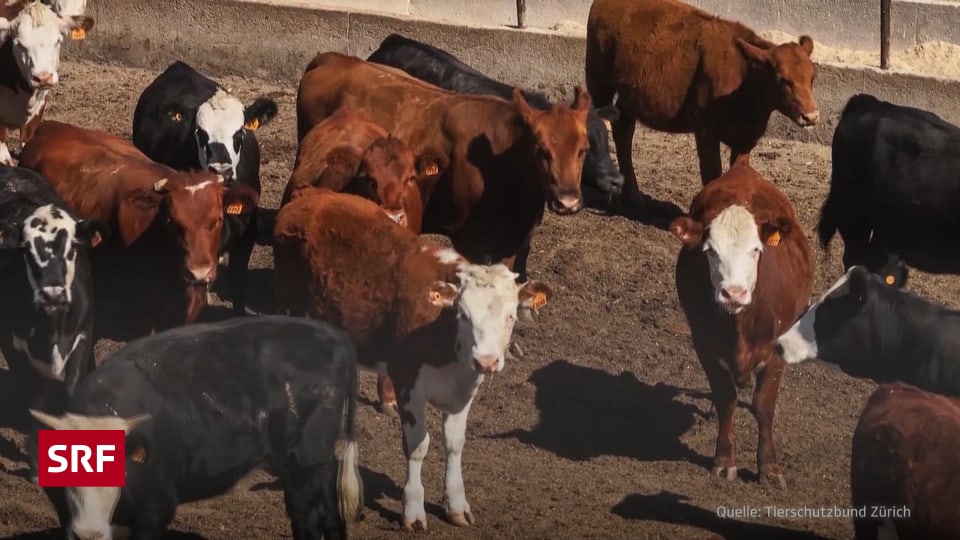 Südamerikanische Feedlots Fleisch-Edelstücke auf Kosten des Tierwohls Gravierende Missstände in Feedlots in südamerikanischer Rindermast. Das Fleisch landet auch im Schweizer