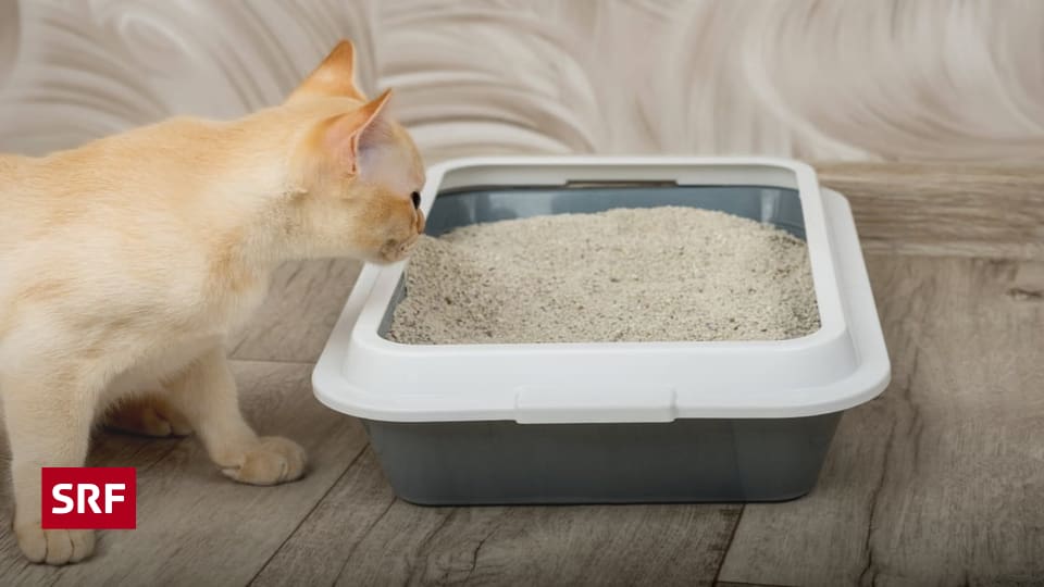 Schwierige Entsorgung Katzenstreu: Der «blinde Fleck» im Schweizer Abfall Mineralisches Katzenstreu brennt nicht und füllt als Abfallschlacke unsere Deponien. Doch es gäbe eine
