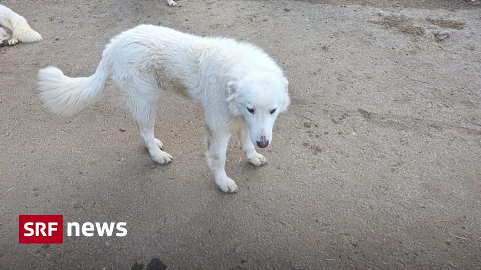 Untersuchung veröffentlicht Tierschutzfall Ramiswil SO: Einschläfern aller Hunde war unnötig Der Kanton Solothurn hat den Fall Ramiswil untersuchen lassen. Das Veterinäramt erhält