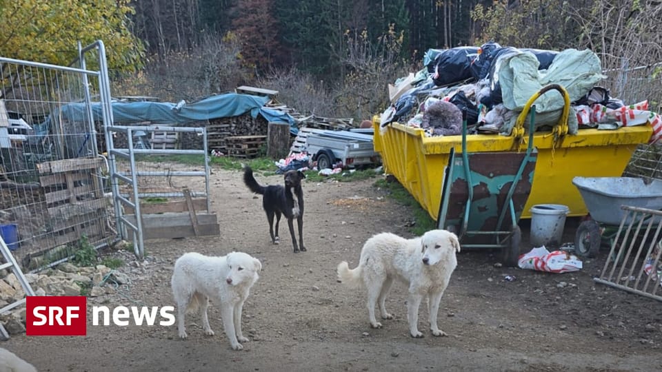 Tierschutzfall Ramiswil Warum die Herdenschutzhunde schwer vermittelbar gewesen wären Laut Untersuchung hat es bei den Herdenschutzhunden keine Alternative zur Tötung gegeben. Ein