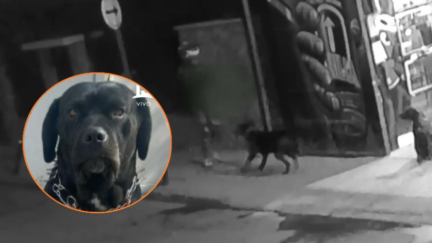 "Saltó encima de él": Perro defendió a víctima de asalto en Cerro Navia y lo mataron de un disparo