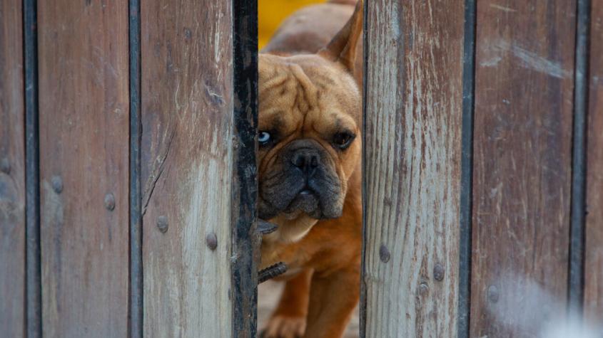 Detectan eventual uso indebido de fondos en protección de mascotas: municipios no realizaron jornadas tras recibir $5 mil millones