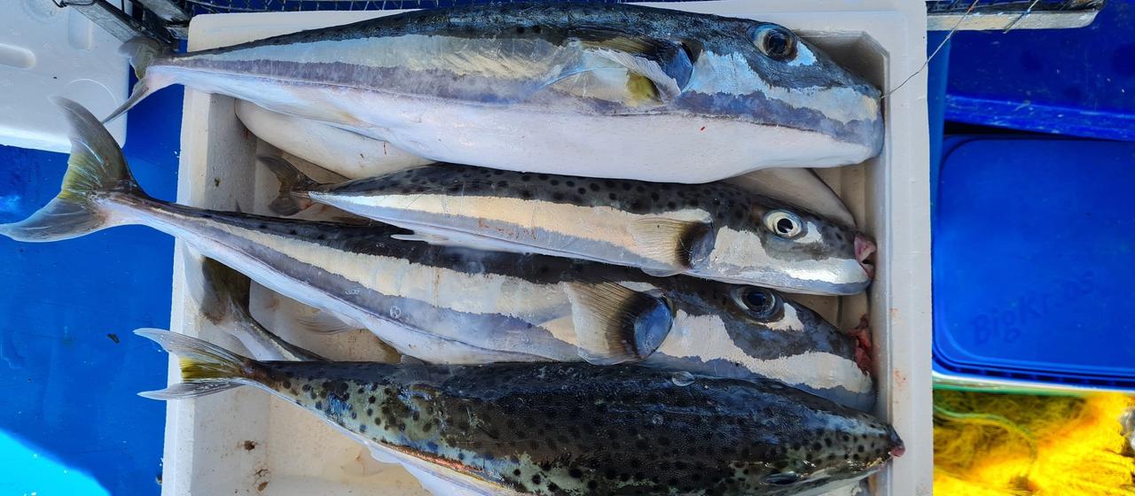 Griechenland: Fangprämie für invasiven Kugelfisch soll Population begrenzen