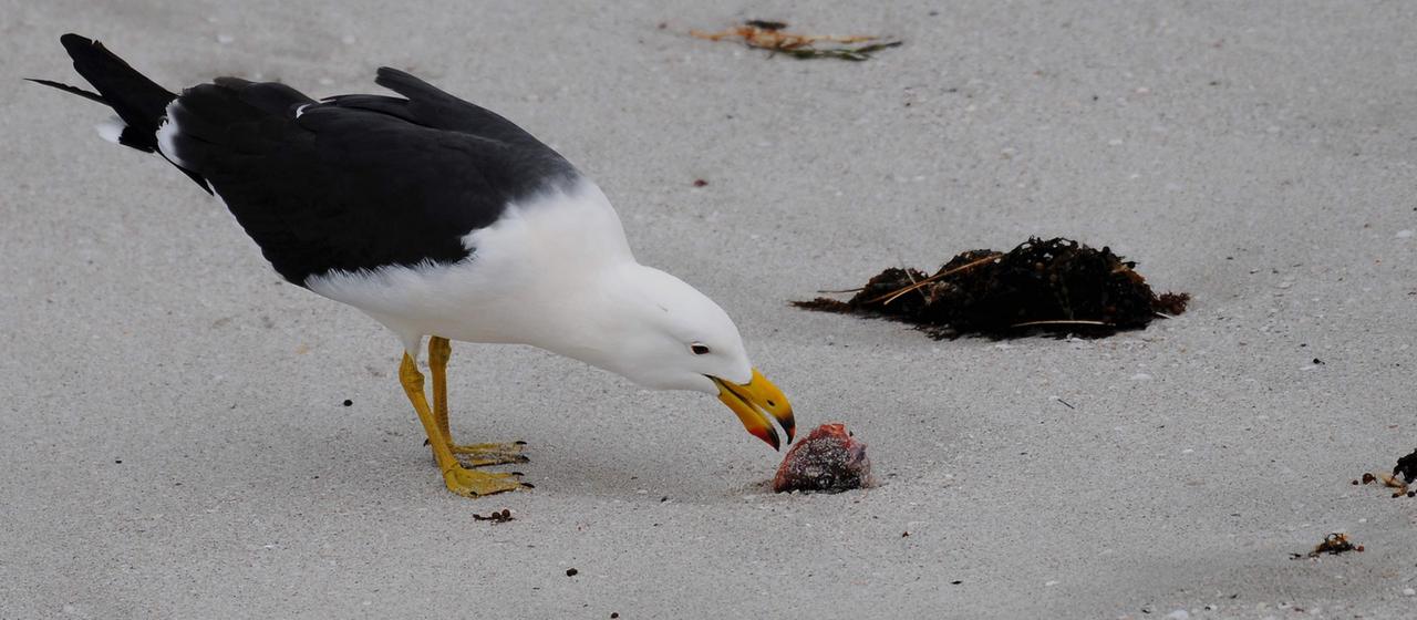 Vogelgrippe in Australien "Es könnte zu einem Massensterben kommen"