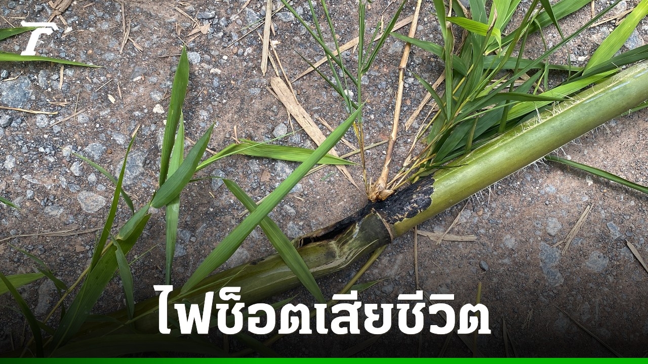 อุทาหรณ์ ชายตัดไม้ไผ่ริมทางไปทำร้านปิ้งไก่ หล่นพาดสายไฟฟ้า ถูกช็อตดับ