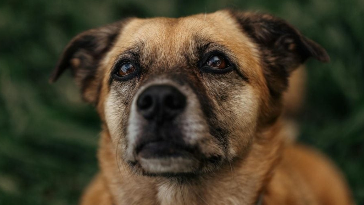 Maipú se querella por maltrato animal tras video de perrita quemada: “Cuando se cruza un límite como este, las instituciones tienen el deber de responder”