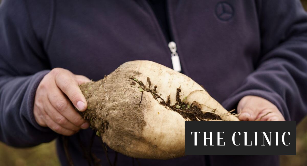 La última cosecha de remolacha: crónica del fin del cultivo que alimentó a la industria azucarera chilena durante más de 70 años y dejará a 3 mil familias sin trabajo