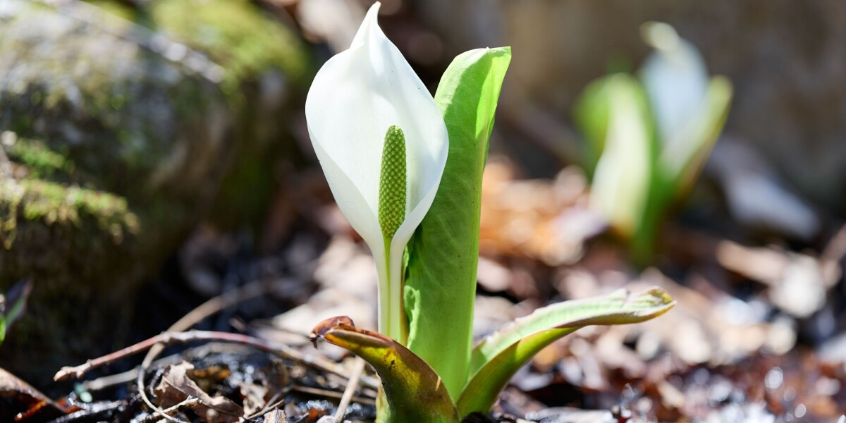 Eradication of invasive skunk cabbage underway in eastern france