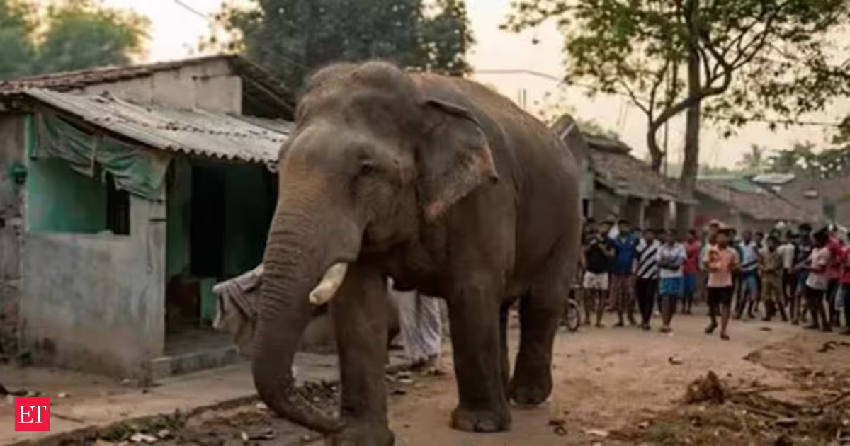 ‘Ramlal’ the elephant strolls into poll queue, adds colour to Bengal voting