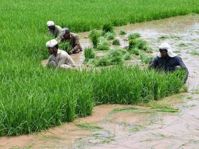 US sees scope for stronger agricultural technology partnership with Pakistan