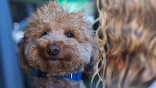 Winter Olympics medal table: Final standings as Team GB enjoy best-ever Winter Games