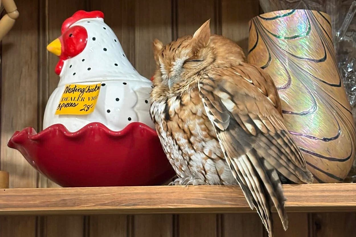 Owl found resting next to cookie jar on New York antique store shelf