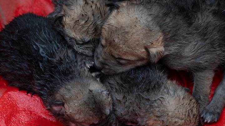 Toddler injured after sticking hand into zoo’s wolf enclosure