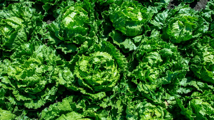 FDA investigates new cyclospora outbreak as US faces four simultaneous outbreaks