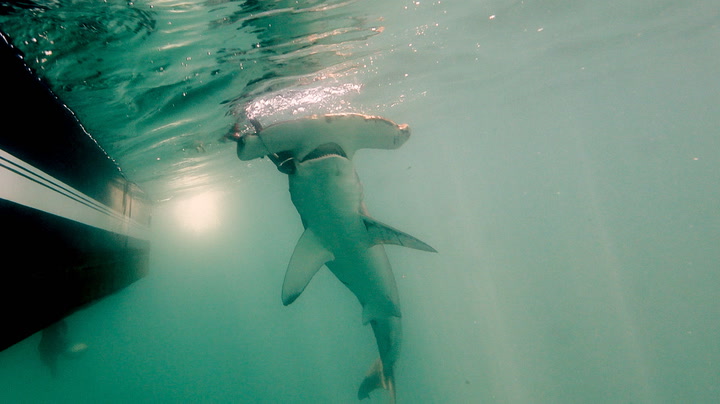 Rare shark species spotted for first time in 20 years near Galapagos Islands