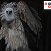 UPSC Key: Himalayan griffon vulture, Hydrofluorocarbons and Land inequality in India