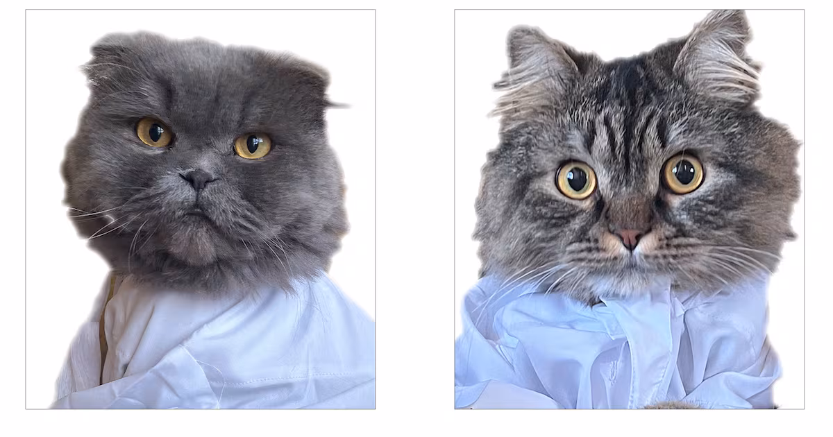 Al Hamrani's exhibition features her cats Batboo and Memao. Photo: Mouza Al Hamrani