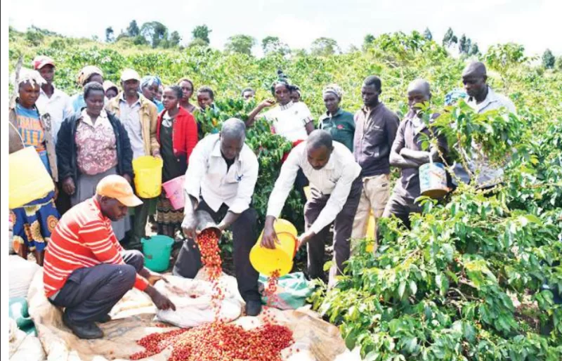 How coffee reforms have transformed the lives of 700k farmers