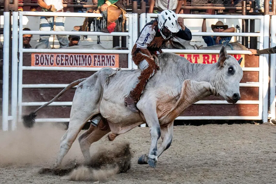 For these Philippine cowboys, rodeo is tradition and livelihood, not just a Wild West import