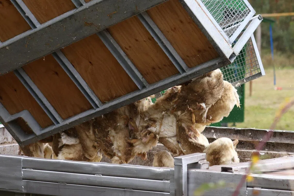 Bird flu may spread through air on California dairy farms, study finds