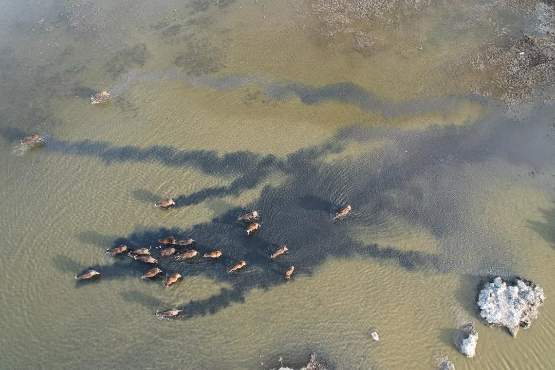 Iraq's historic marshes revive as water returns after years of drought