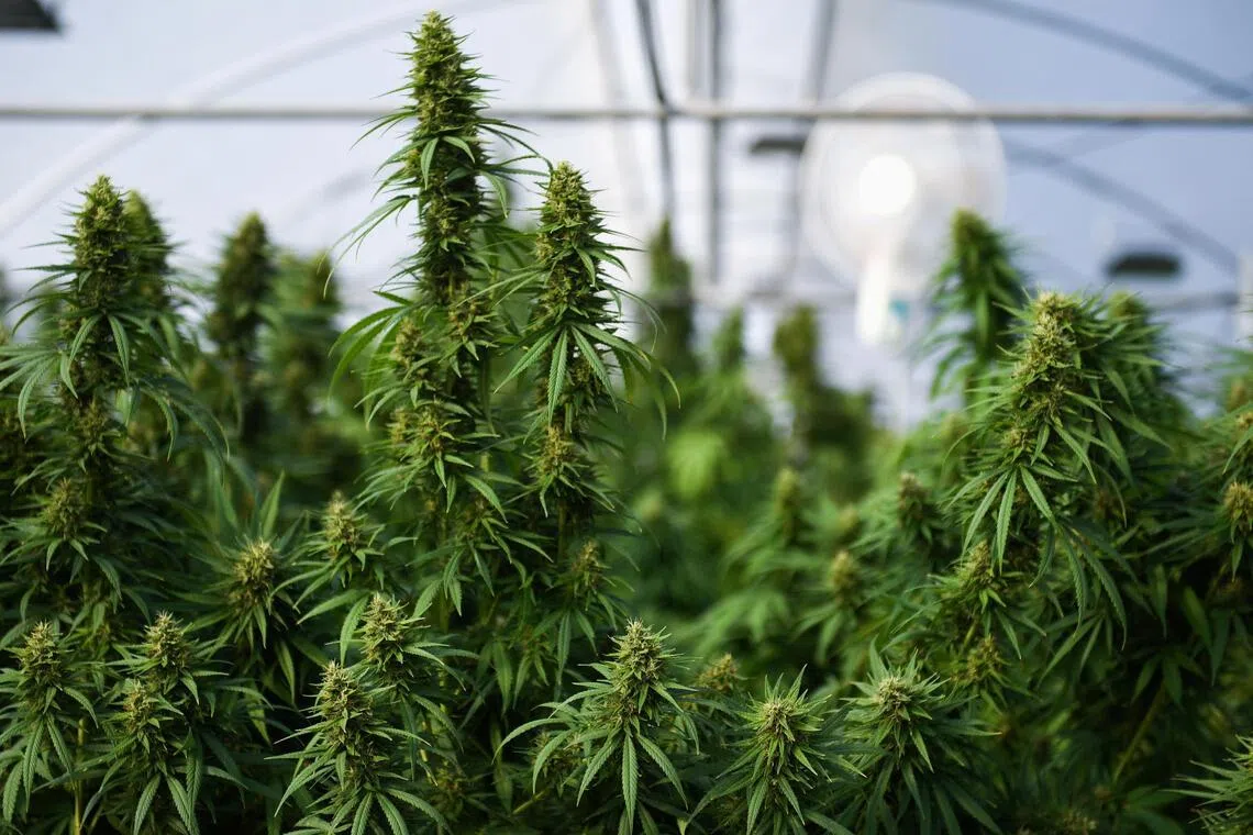 Two Britons held in Turkey with 20kg cannabis after Thailand trip