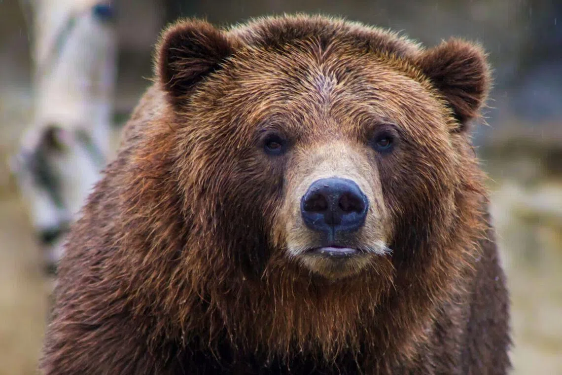 Hiker killed by bear in ‘surprise encounter’ at Glacier National Park in US, say officials