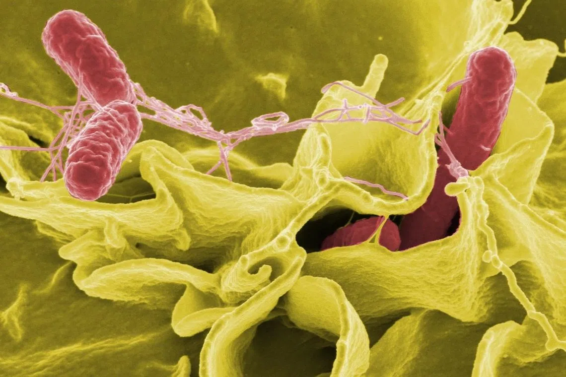 Climate change fuelling growth of antibiotic-resistant salmonella