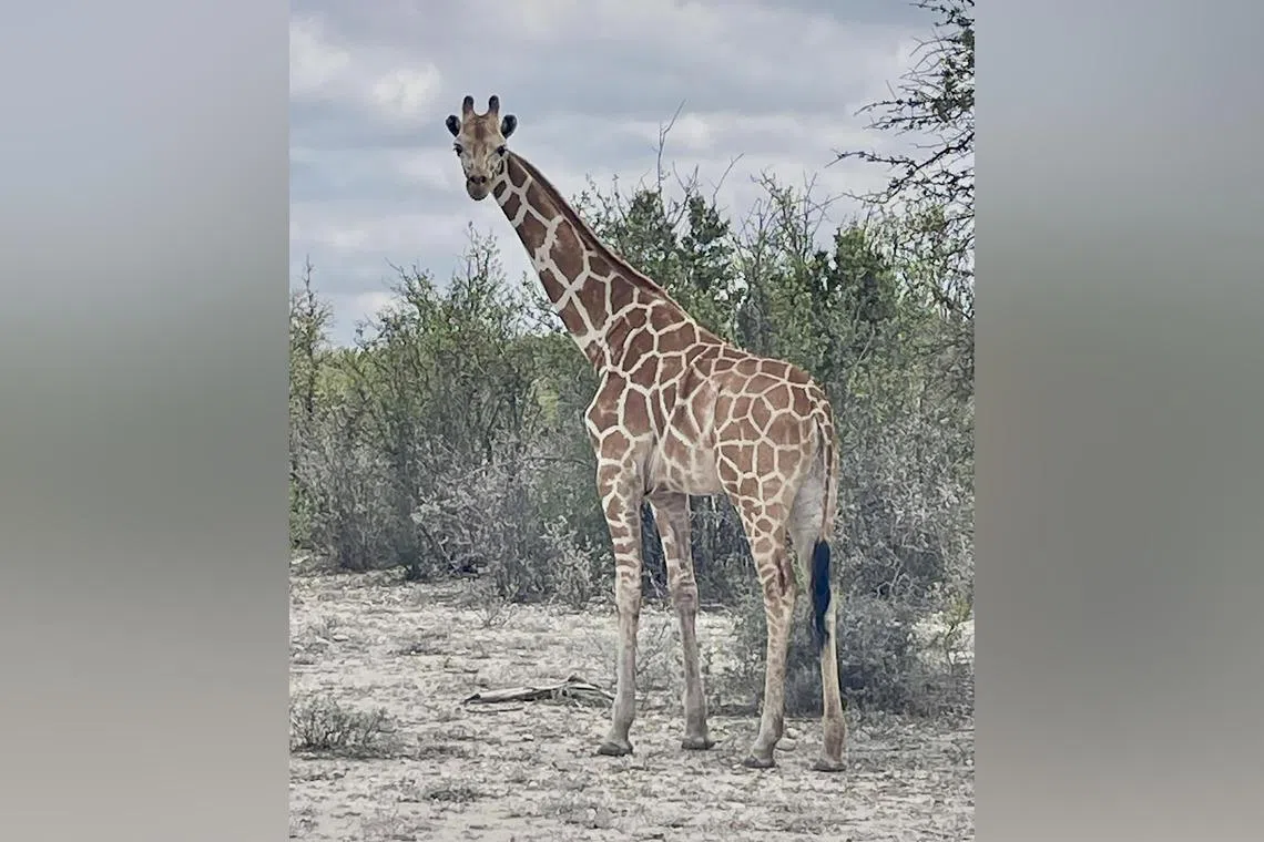 Giraffe named Gracie goes missing from a Texas ranch
