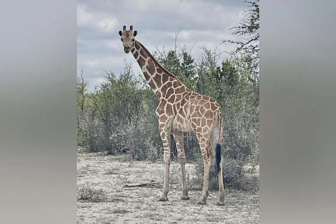 Giraffe named Gracie found ‘fat and happy’ 2 weeks after escaping ranch