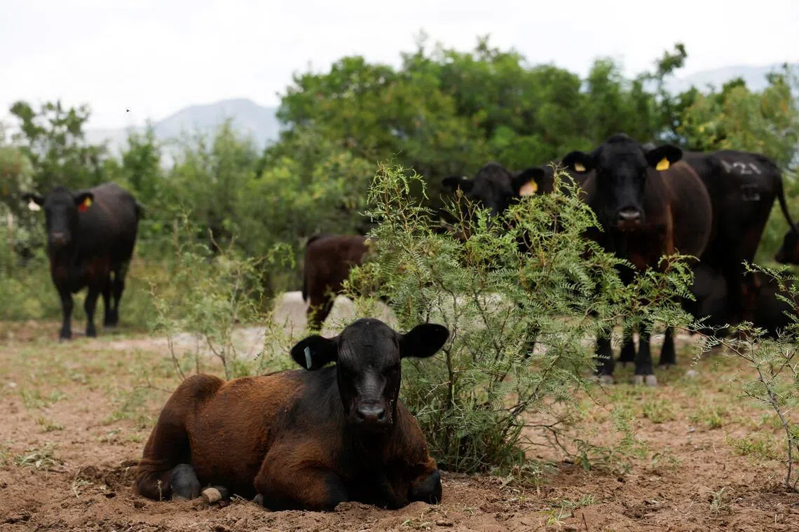 US to lift screwworm ban on Mexican cattle to aid beef supply