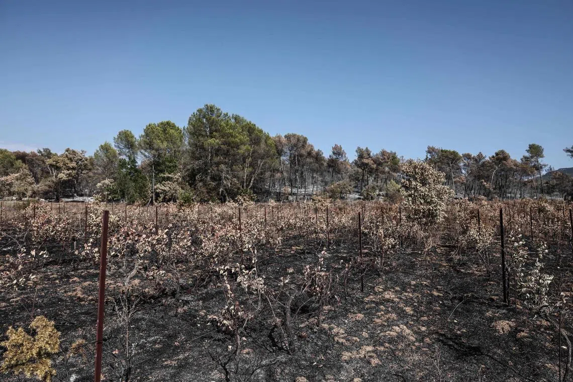 French winemakers dread ‘smoky taste’ after wildfires