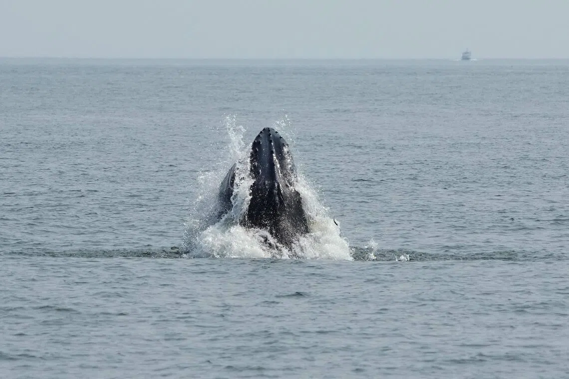 Trump administration moves to gut a core endangered species protection
