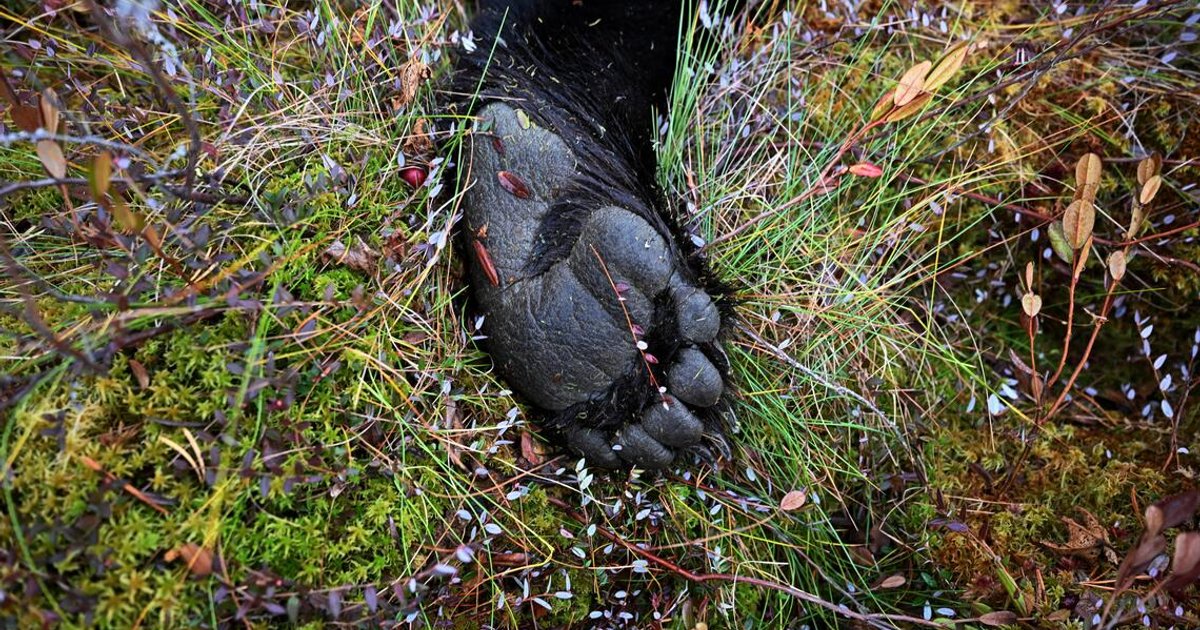 Trump rule lets Alaska hunters lure bears with bacon-greased doughnuts