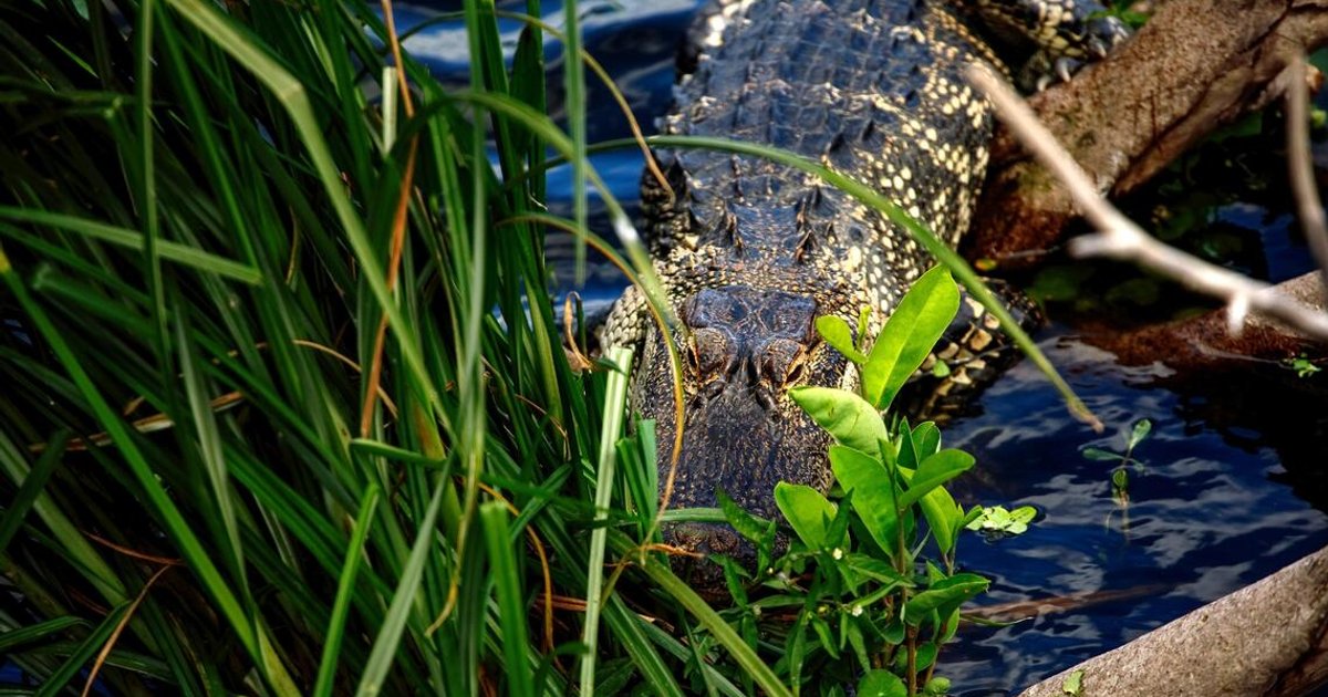Man fishing near a Florida lake killed by alligator