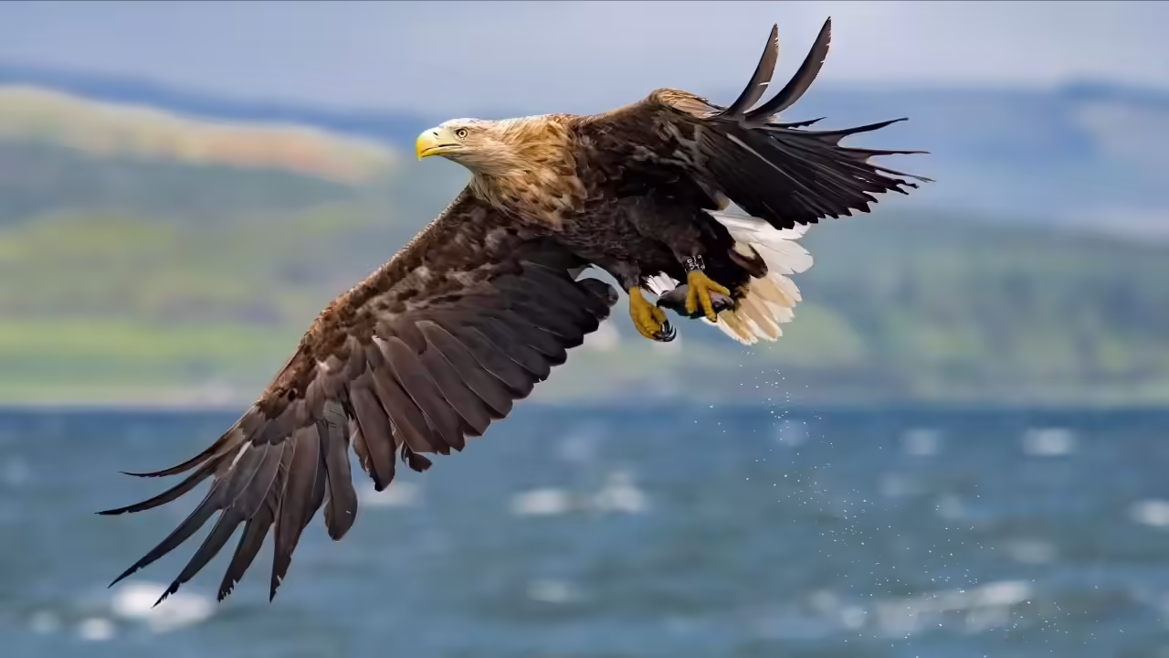 UK’s giant white-tailed eagles return to Exmoor National Park, farmers fear heavy lossesIn a groundbreaking move for Exmoor National Park, the iconic white-tailed eagle is making