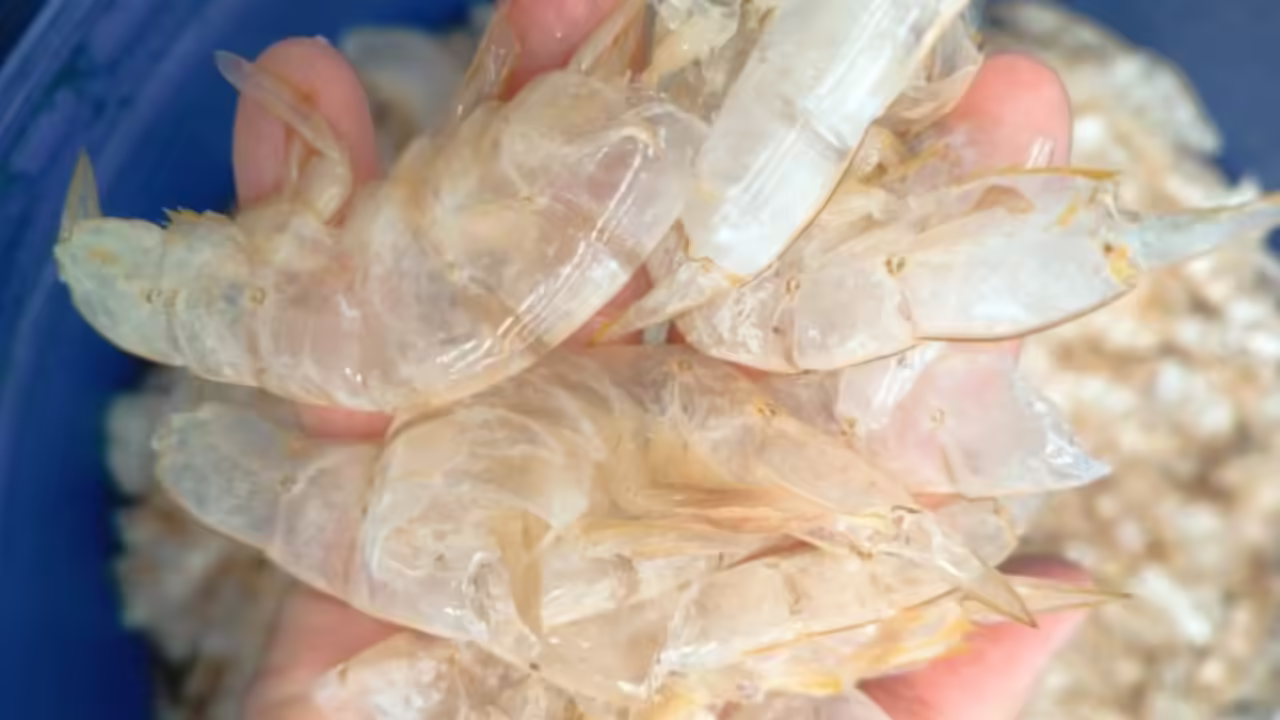 Scientists in Singapore have found a way to transform shrimp shell waste into 'carbon-negative' hydrogen fuel, turning biomass waste into valuable climate solutions