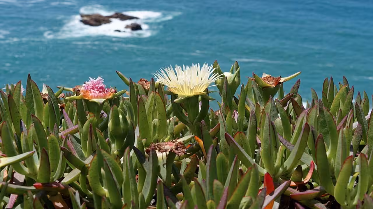 California brought in ice plant in the early 1900s to hold soil in place; it now spreads 3 feet a year, smothering natives and reshaping coastal dunes