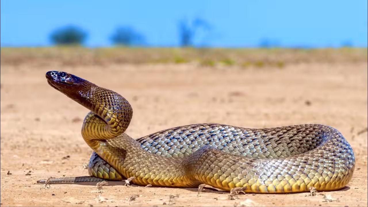 60 venomous snakes, cocaine, guns and cash seized during New Mexico drug raid