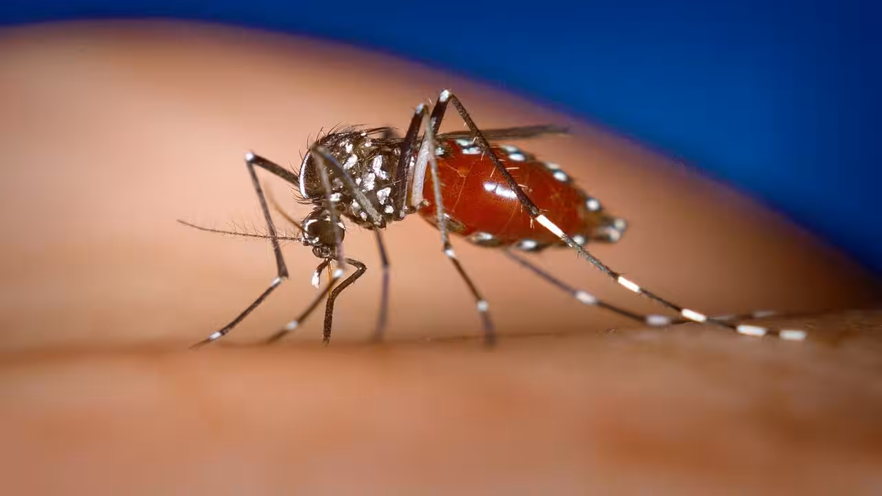 Used tyres from Japan likely pathway for Asian tiger mosquitoes into Texas