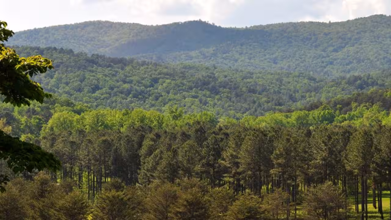 South Carolina forest bought for conservation after drawing developer interest